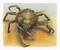 Atlantic Spider Crab I