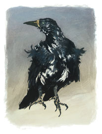 Old Crow II